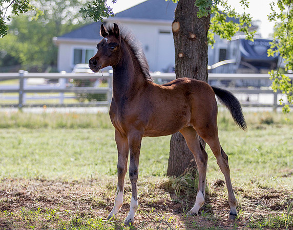 Martoglio0518_Makkena&Mellie_2745