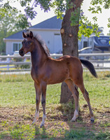 Martoglio0518_Makkena&Mellie_2743