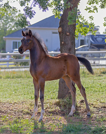 Martoglio0518_Makkena&Mellie_2743