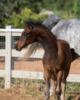 Martoglio0518_Makkena&Mellie_2766