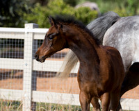 Martoglio0518_Makkena&Mellie_2767