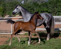 Martoglio0518_Makkena&Mellie_2779