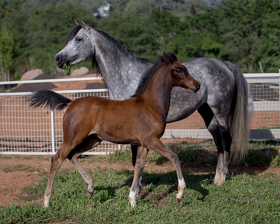 Martoglio0518_Makkena&Mellie_2779