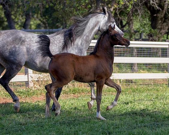 Martoglio0518_Makkena&Mellie_2867