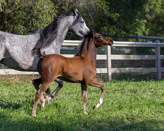 Martoglio0518_Makkena&Mellie_2870