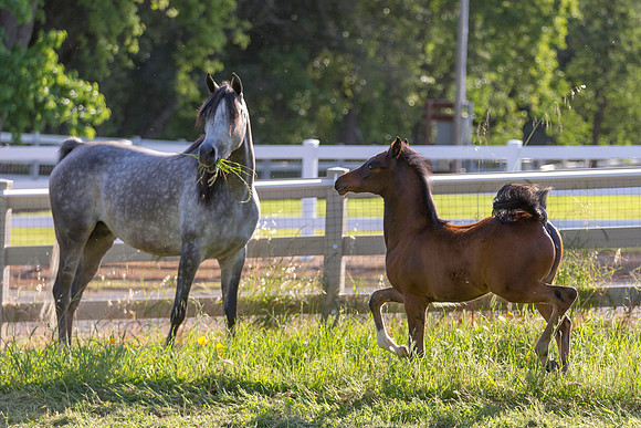 Martoglio0518_Makkena&Mellie_2908