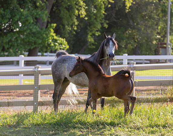 Martoglio0518_Makkena&Mellie_2911