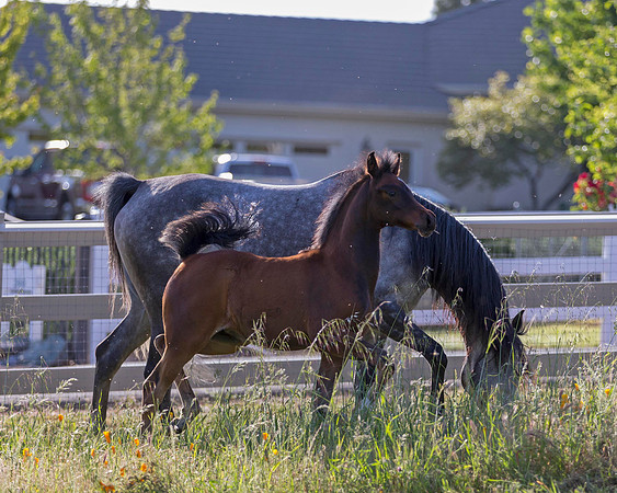 Martoglio0518_Makkena&Mellie_2958