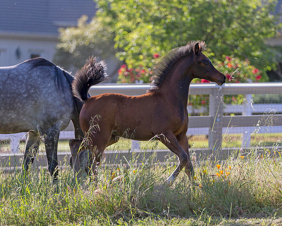 Martoglio0518_Makkena&Mellie_2960