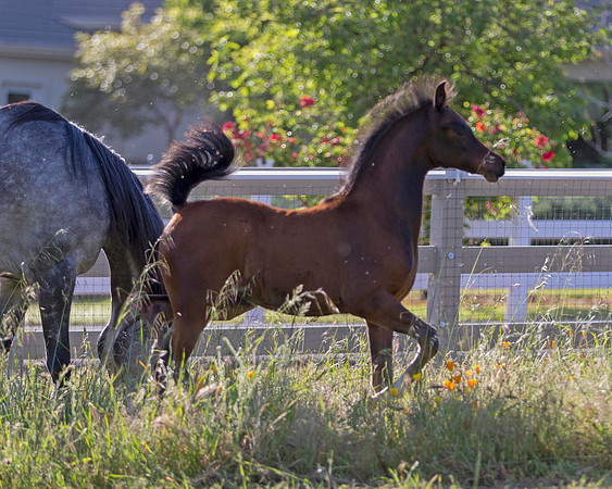 Martoglio0518_Makkena&Mellie_2961