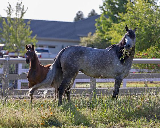 Martoglio0518_Makkena&Mellie_2962