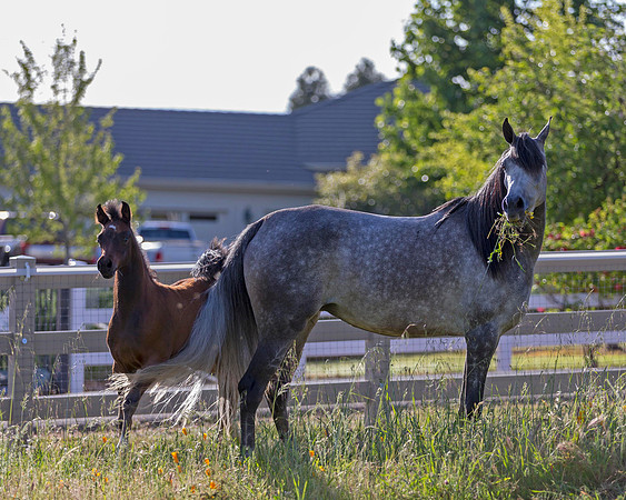 Martoglio0518_Makkena&Mellie_2963