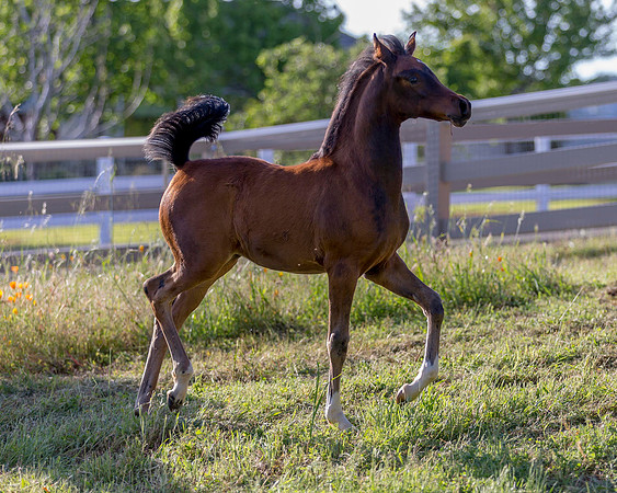 Martoglio0518_Makkena&Mellie_2974