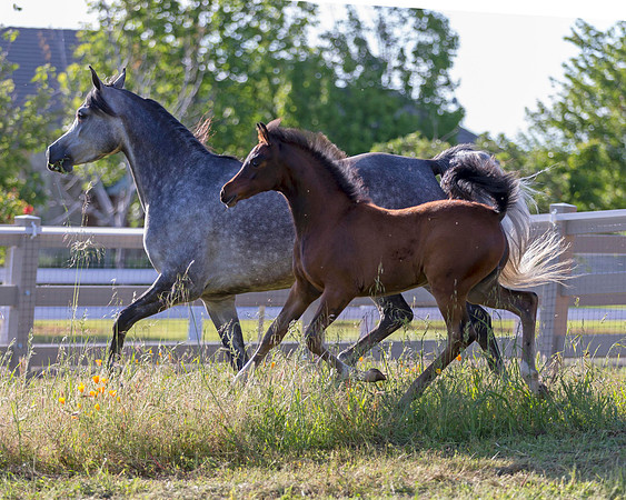 Martoglio0518_Makkena&Mellie_2994