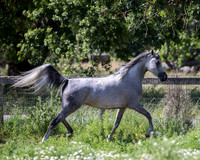 HoneysDiva_0339
