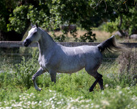 HoneysDiva_0370