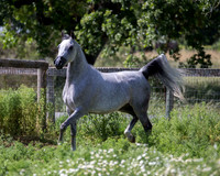 HoneysDiva_0372