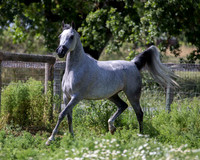 HoneysDiva_0373