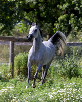 HoneysDiva_0374