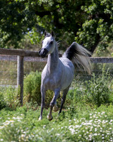 HoneysDiva_0375