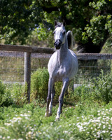 HoneysDiva_0376