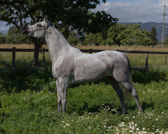 MoonHeiress18_0629