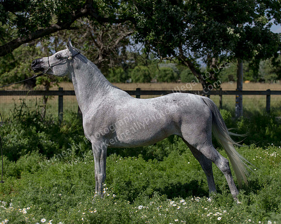 MoonHeiress18_0627