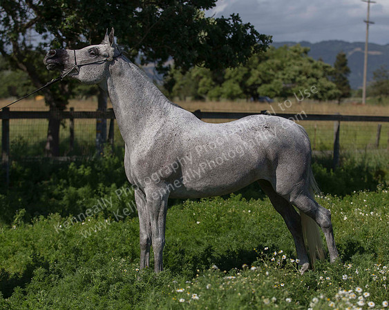 MoonHeiress18_0635
