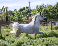 MoonHeiress18_0684