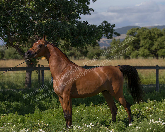 HassanIbnKamal18_0885