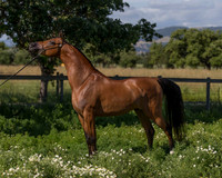HassanIbnKamal18_0889