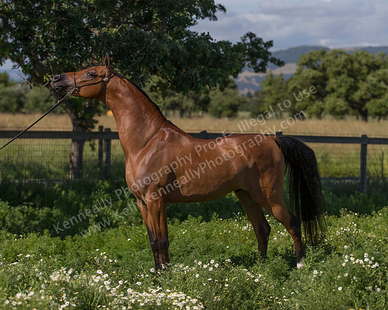HassanIbnKamal18_0889