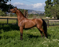 HassanIbnKamal18_0893