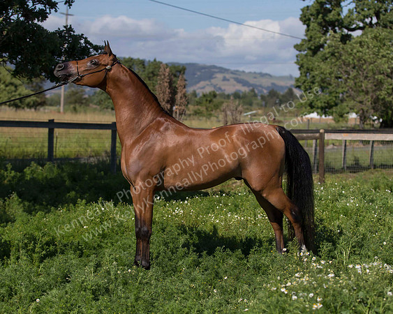 HassanIbnKamal18_0893