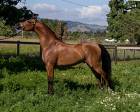 HassanIbnKamal18_0894