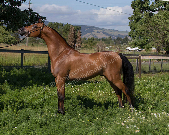 HassanIbnKamal18_0894