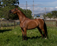 HassanIbnKamal18_0899