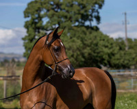 HassanIbnKamal18_0906