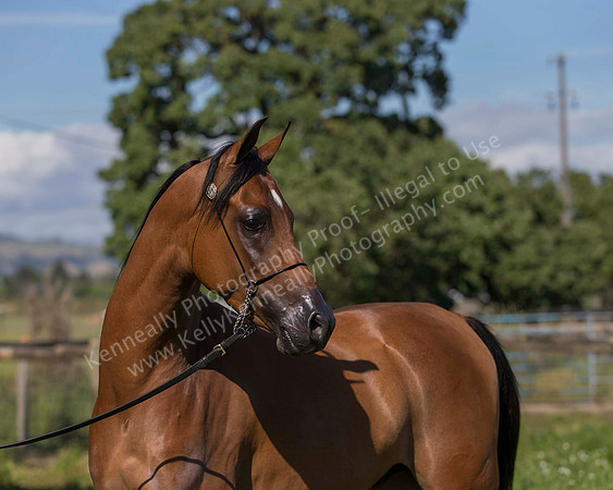 HassanIbnKamal18_0906