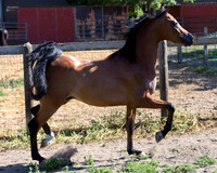 HassanIbnKamal18_0914