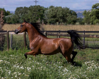 HassanIbnKamal18_0936