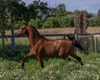 HassanIbnKamal18_0937