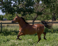 HassanIbnKamal18_0942