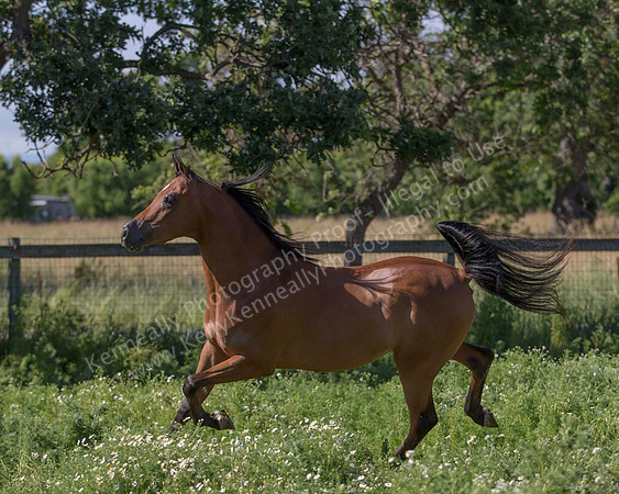 HassanIbnKamal18_0942