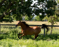 HassanIbnKamal18_0981