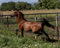 HassanIbnKamal18_0991