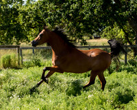 HassanIbnKamal18_0997