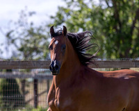 HassanIbnKamal18_1025