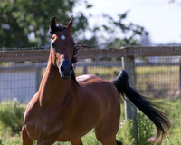 HassanIbnKamal18_1026