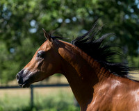 HassanIbnKamal18_1083